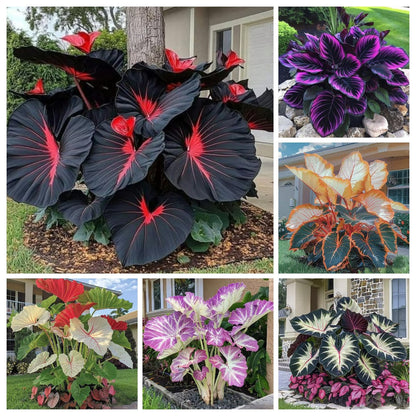 Rare Coleus seeds, ideal for perennial shade garden ornamental foliage