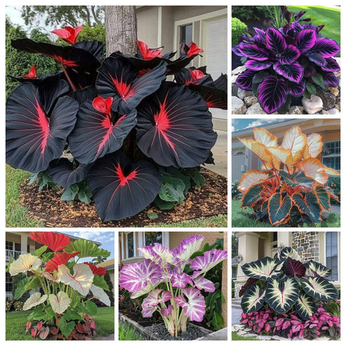 Rare Coleus seeds, ideal for perennial shade garden ornamental foliage