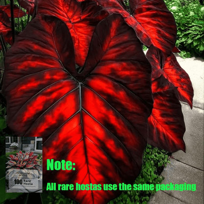 Rare Coleus seeds, ideal for perennial shade garden ornamental foliage