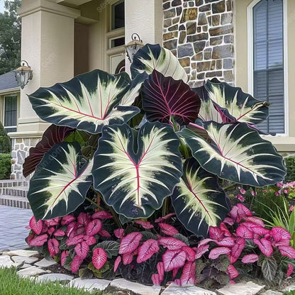 Rare Coleus seeds, ideal for perennial shade garden ornamental foliage