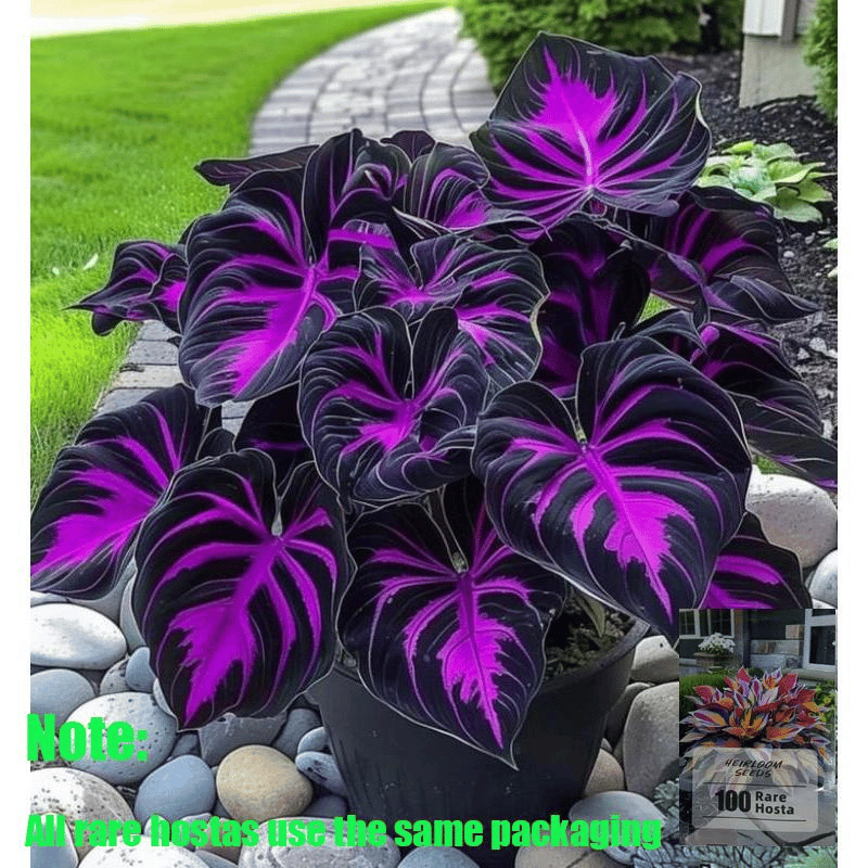 Rare Coleus seeds, ideal for perennial shade garden ornamental foliage