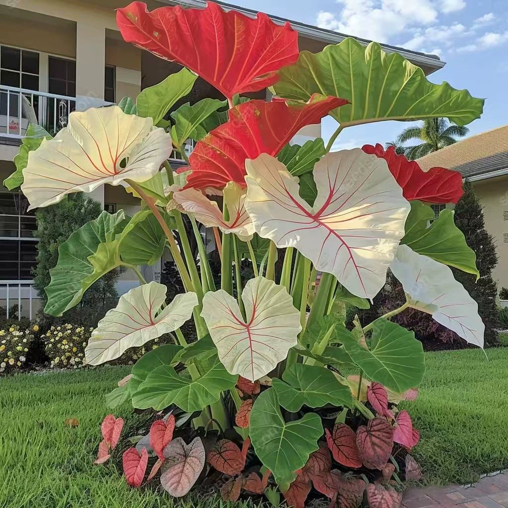 Rare Coleus seeds, ideal for perennial shade garden ornamental foliage