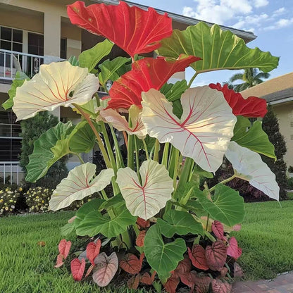Rare Coleus seeds, ideal for perennial shade garden ornamental foliage