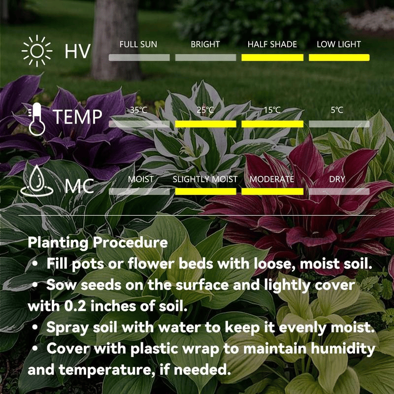 Rare Coleus seeds, ideal for perennial shade garden ornamental foliage