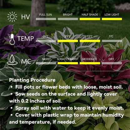 Rare Coleus seeds, ideal for perennial shade garden ornamental foliage