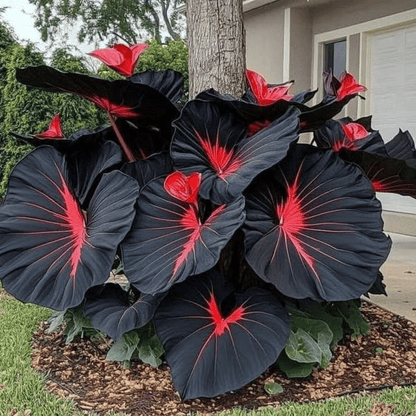Rare Coleus seeds, ideal for perennial shade garden ornamental foliage